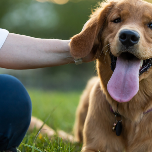 6 Dog-Friendly Home Features Every Chicago Pet Owner Needs