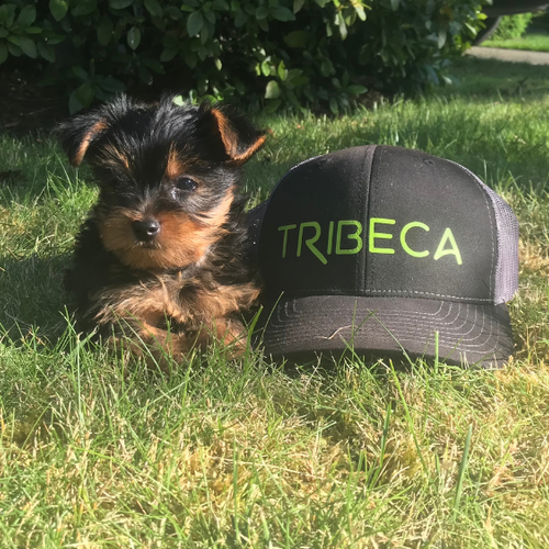 Is Seattle a Dog-Friendly City?