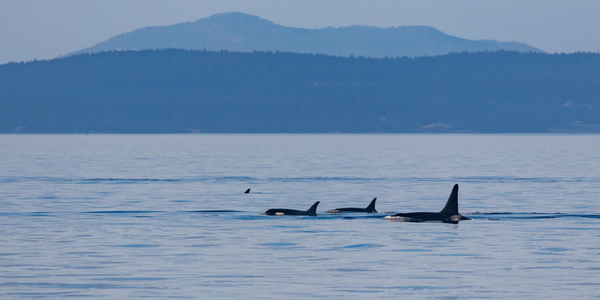 Best Suburbs of Seattle in 2026: The Definitive &hellip;