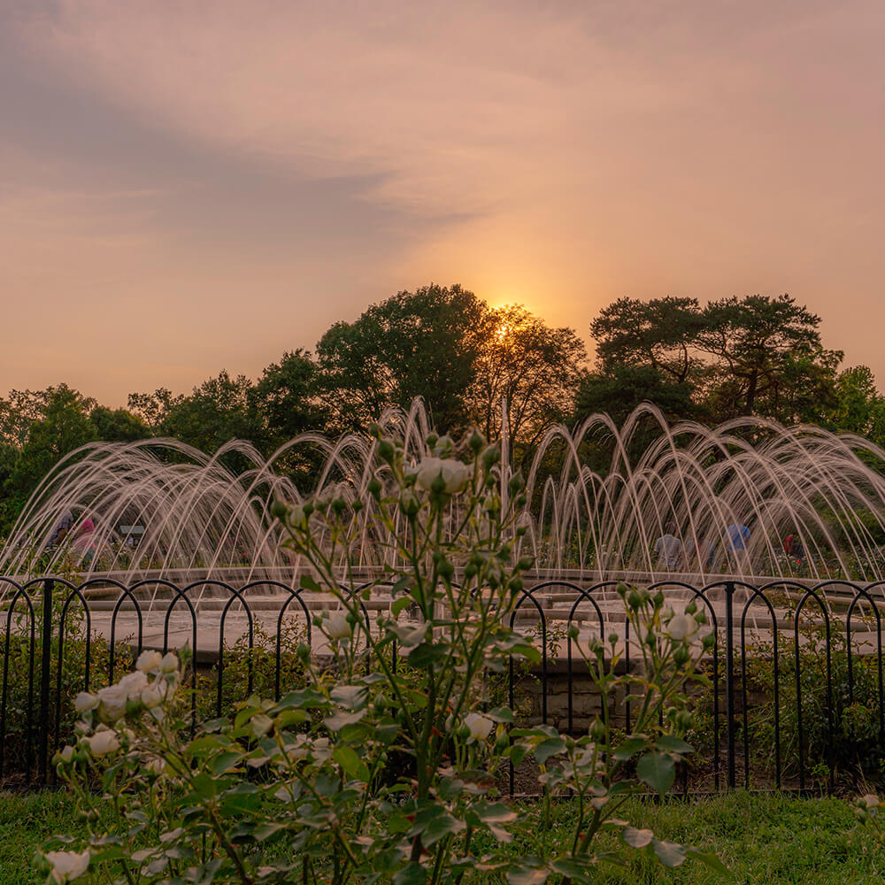 Sunset-on-a-warm-night-at-The-Whetstone-Park-of-Roses-in-Clintonville-Ohio.