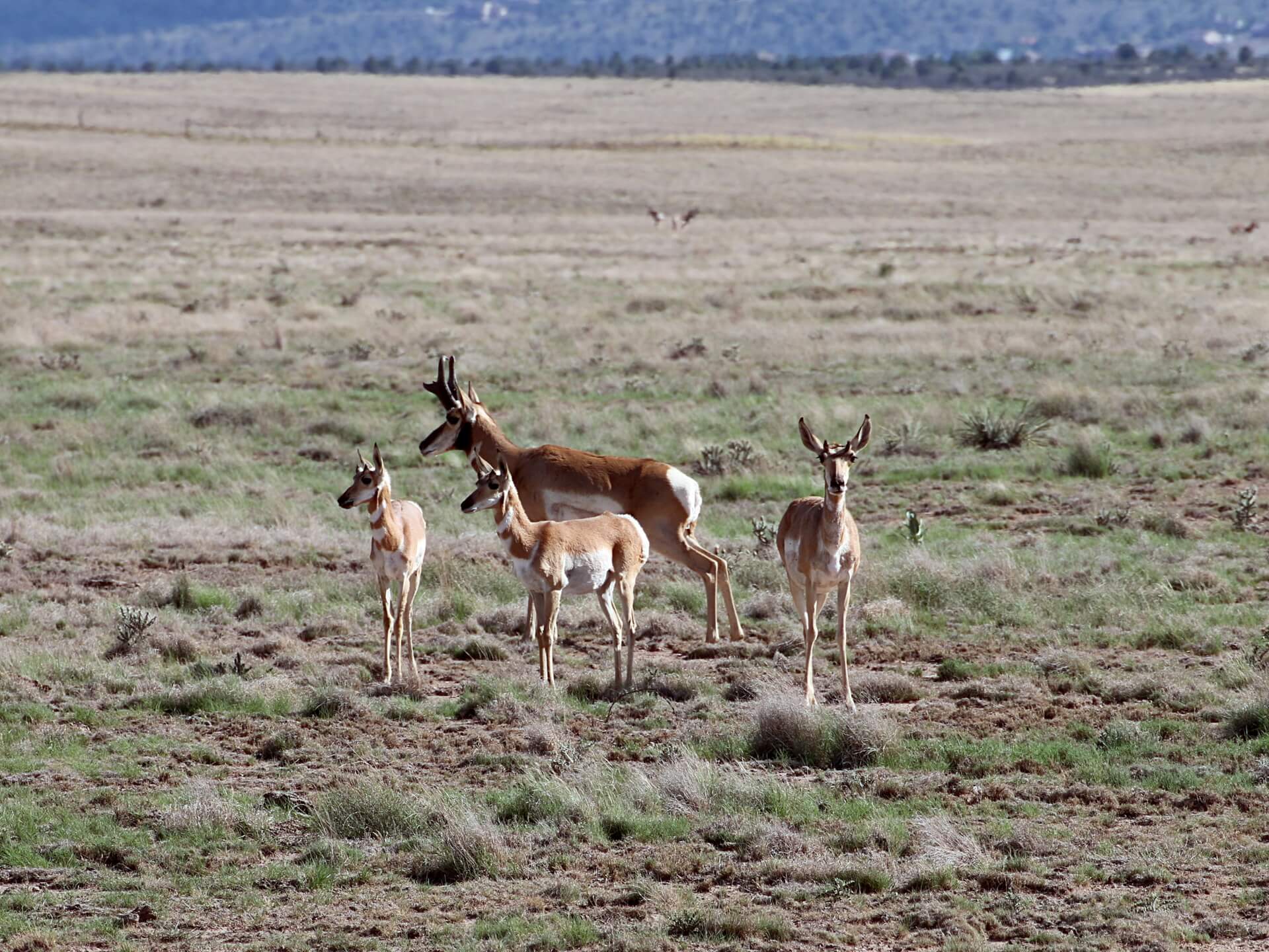 Pronghorn Family in Prescott Valley Highlands