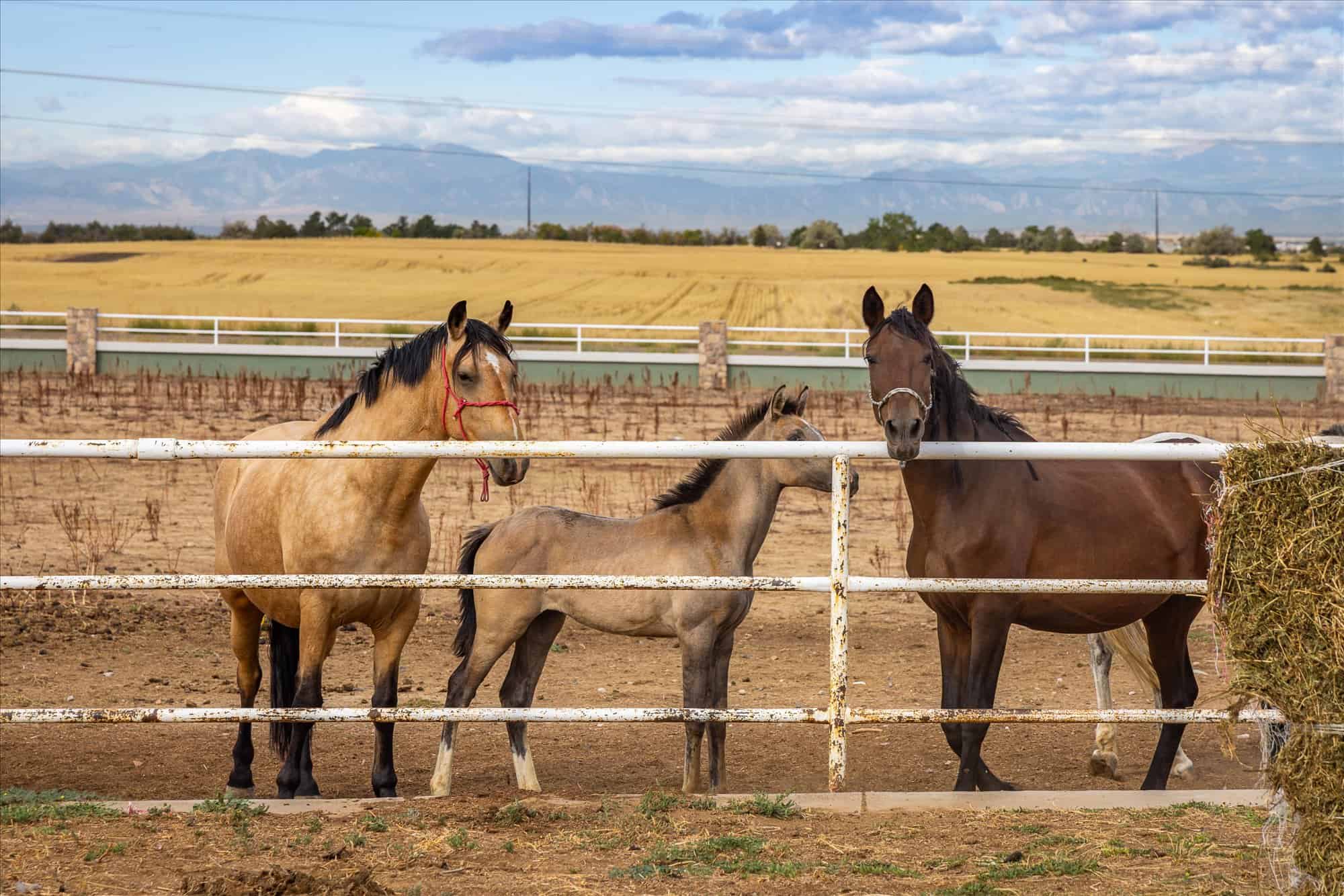 Horses at the pasture fence with mountain views
