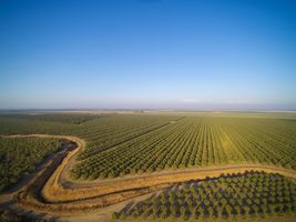 Almond Orchard Merced - October 23, 2026 at 16.24.27