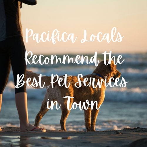 Pacifica Locals Recommend the Best Pet Services in Town
