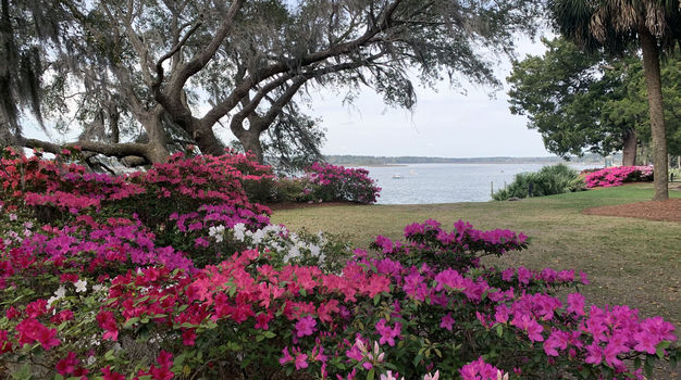 Bluffton Azaleas