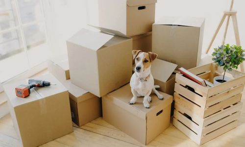 Emotional Support Animal Laws: Know Your Rights and Requirements