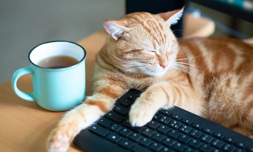 Pet Liability Insurance 101