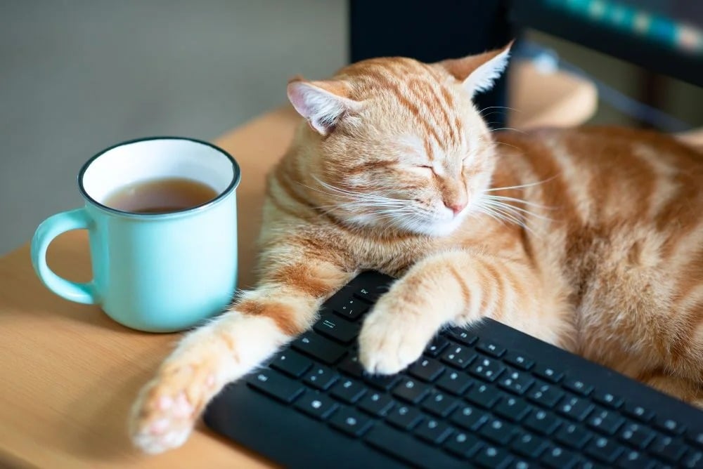 pet-liability-insurance-101
