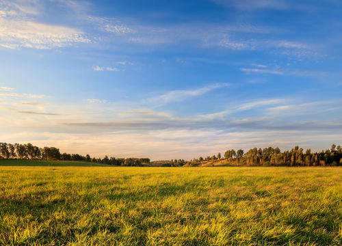 Rural field in Autumn season. Landscape with cloudy sky and birches background. Sunset.