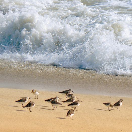 Playalinda Beach 