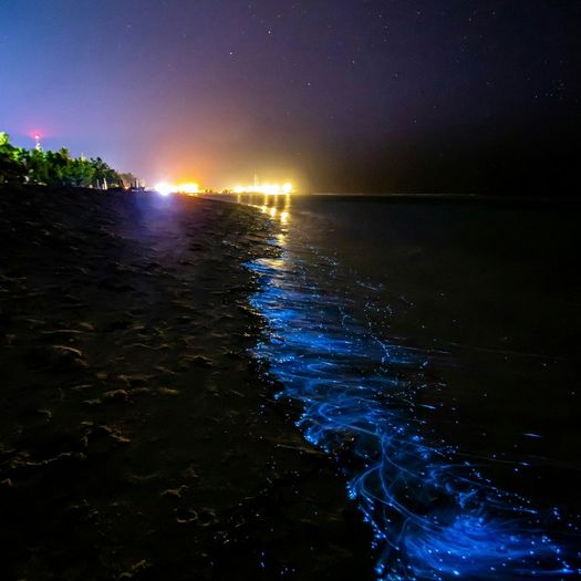 Experience Bioluminescence 