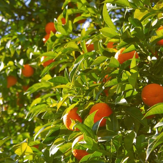 Local Produce Stands & Citrus Groves