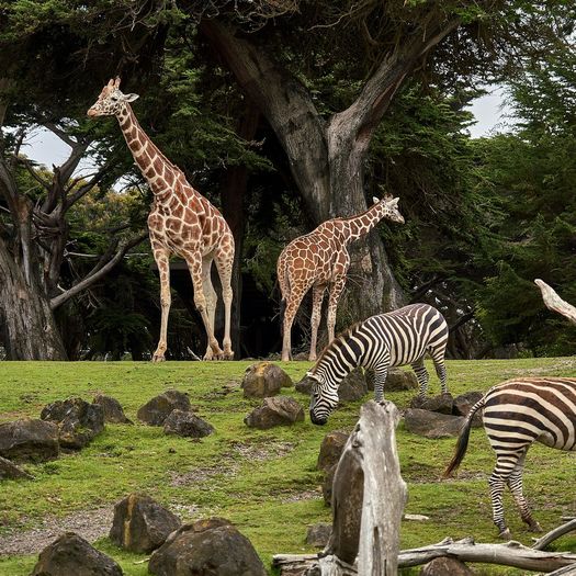 Brevard Zoo
