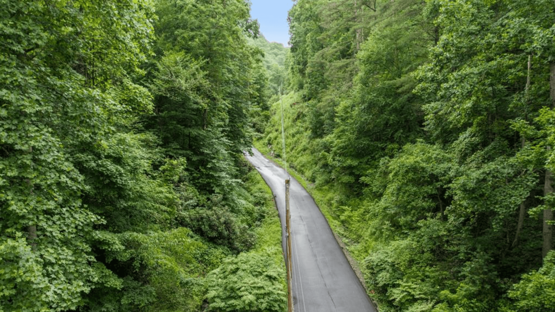 A road in woods
