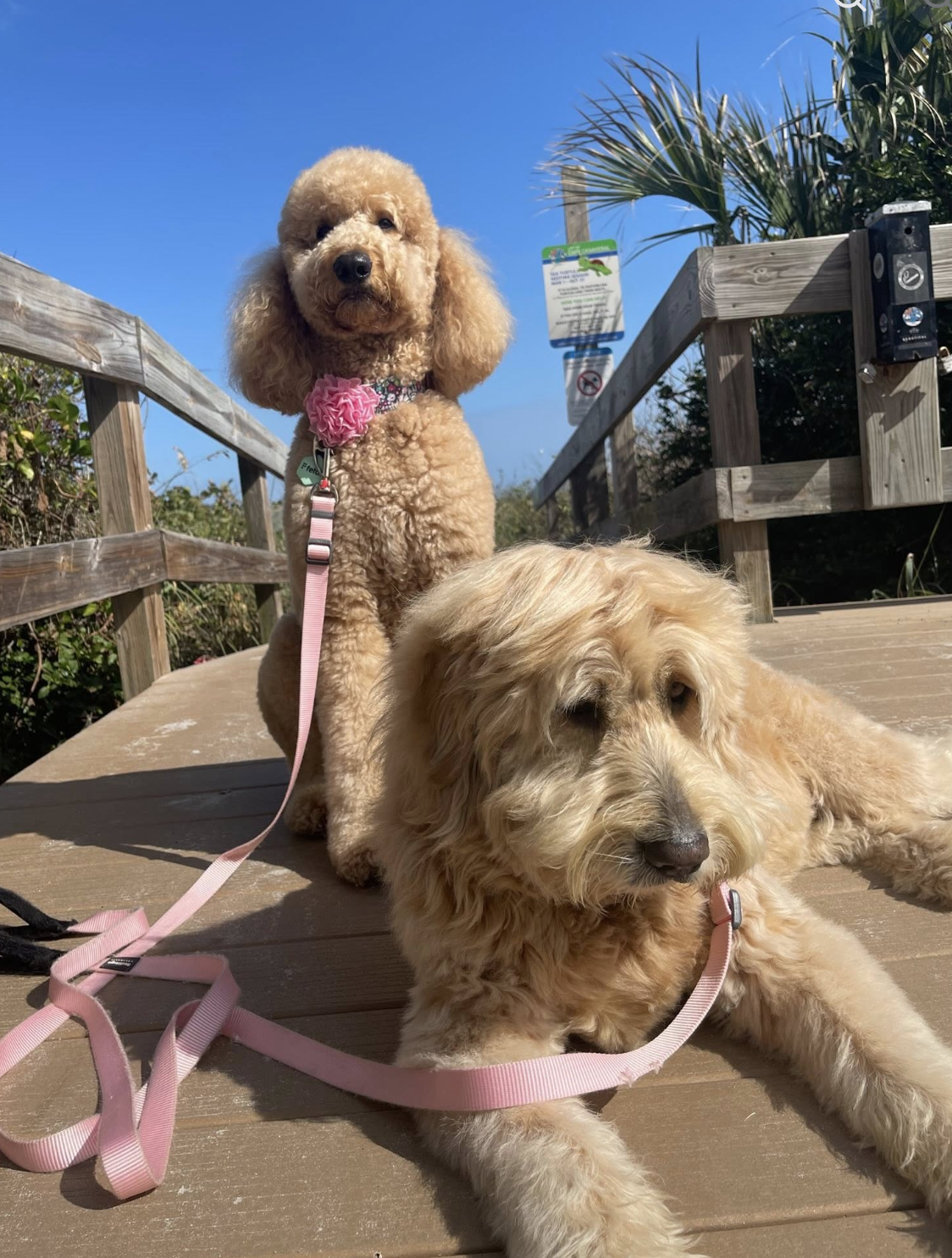 Bobby and Nikki Freeman with their goldendoodles enjoying the Cocoa Beach lifestyle