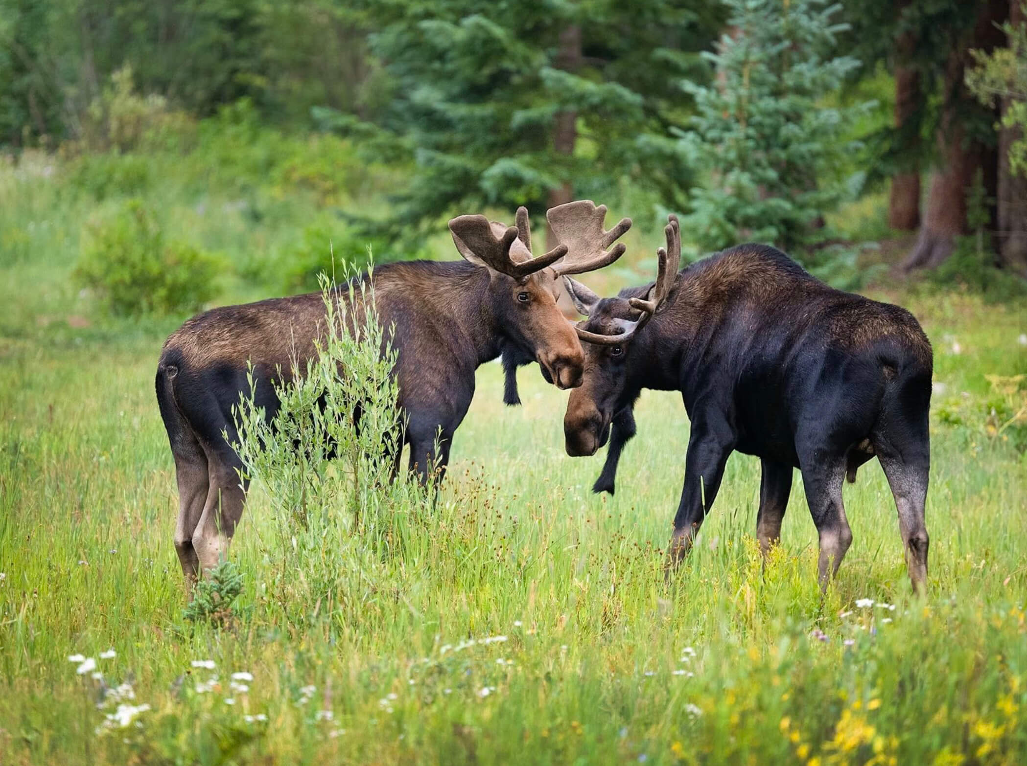 Moose (1)