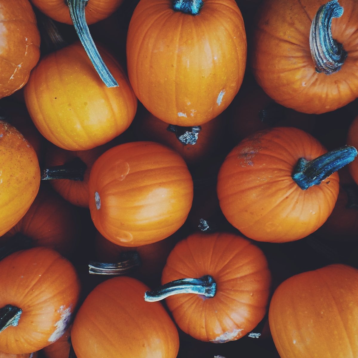 A pile of pumpkins at harvest time