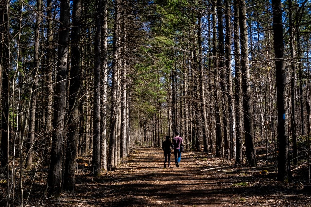 hike-trail-walking-ontario