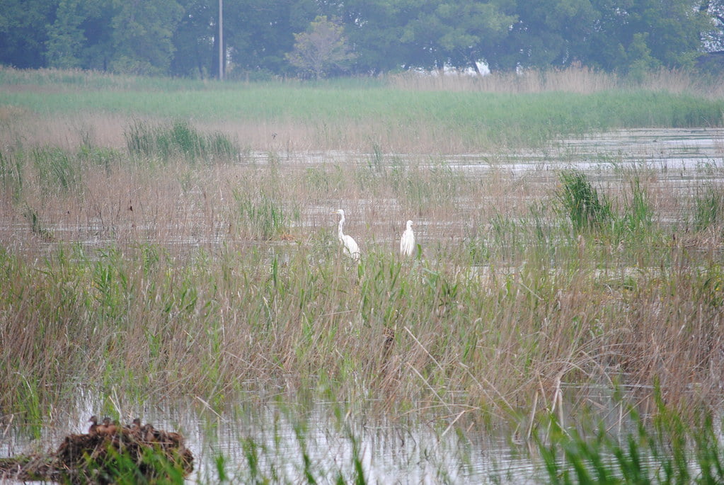 Suamico1