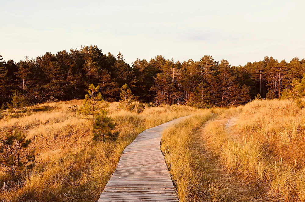 boardwalk (2) (1)