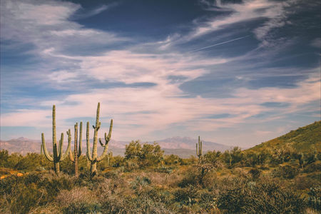 Scottsdale - North Scottsdale Sunny Desert Landscape