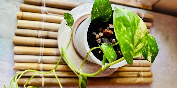 Best Healthy Home Upgrades For 2023