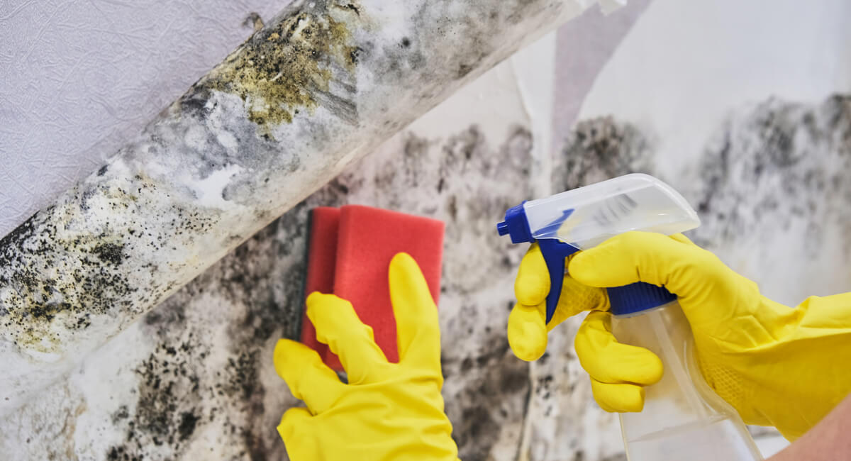 Buying a Home With Mold