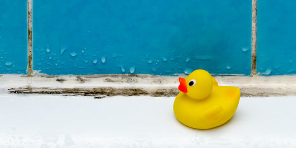 What You Need To Know About Mold