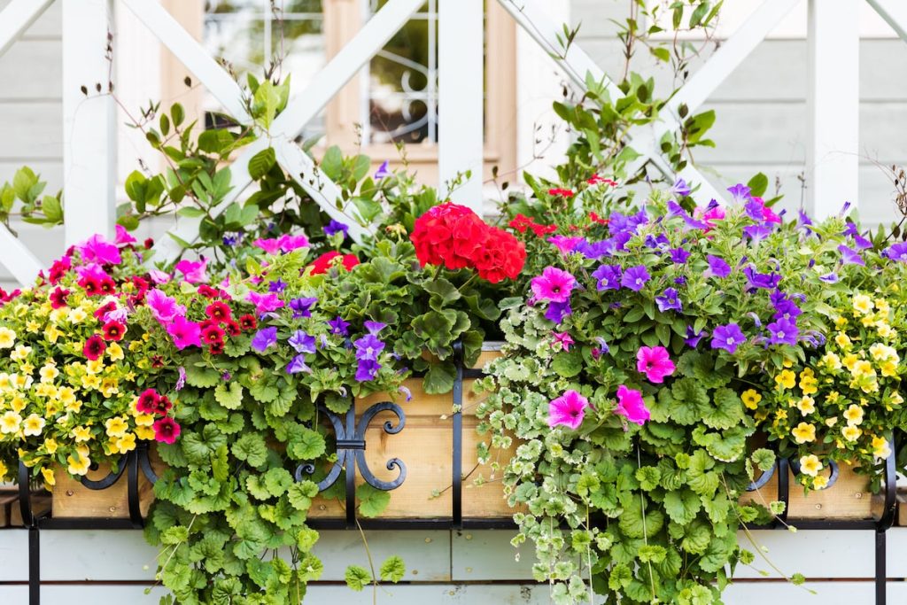 flower-box-1024x683