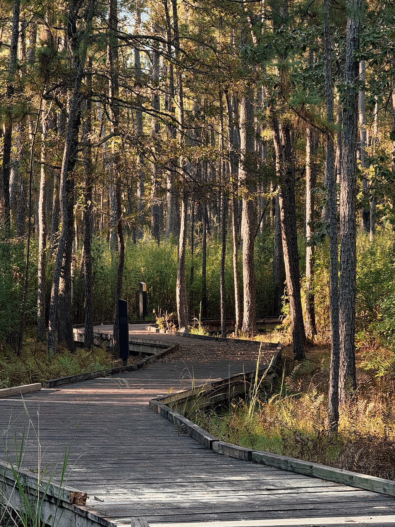 Path through the forest