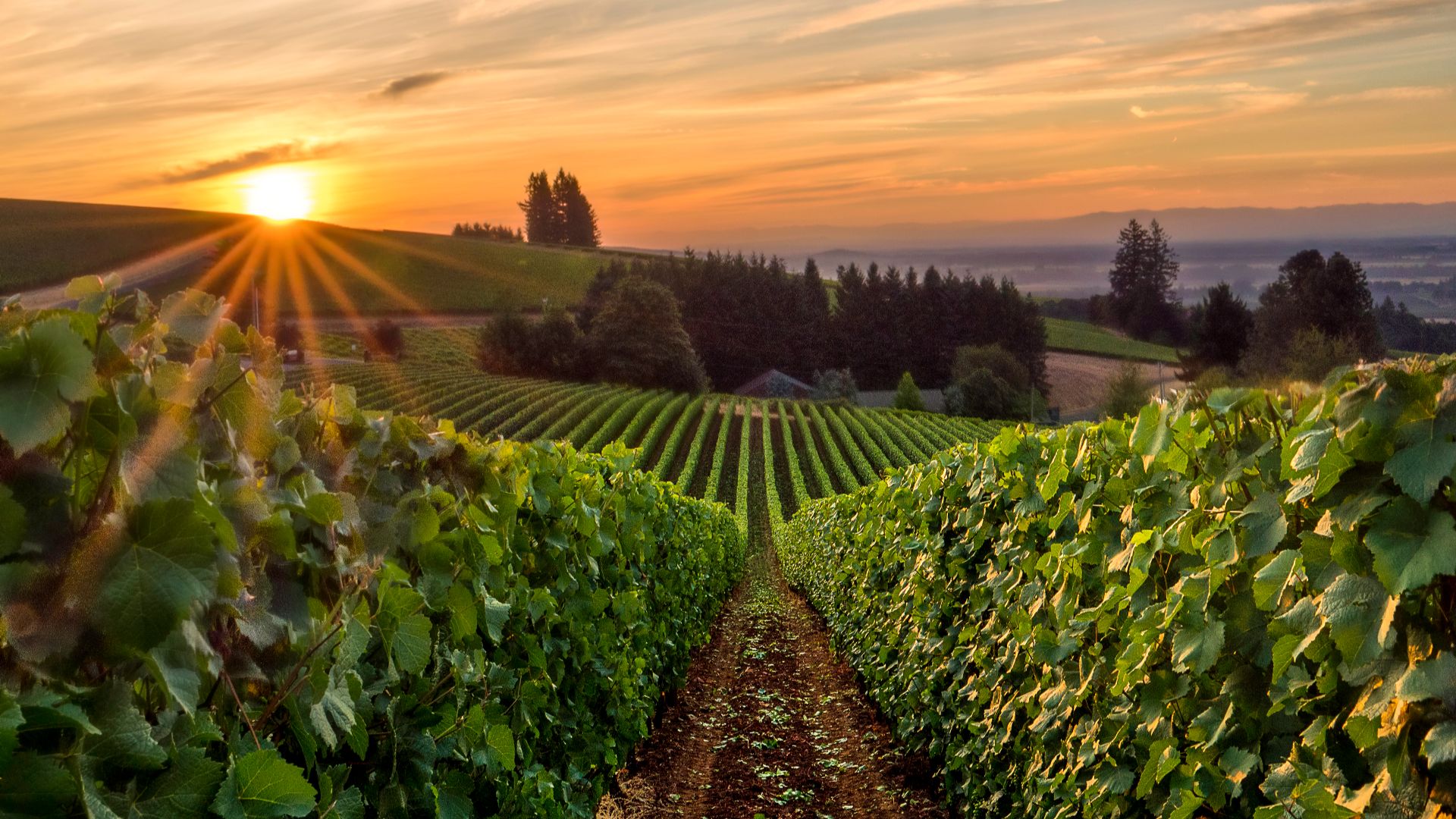 Sun rising over a vineyard in Willamette Valley (1)