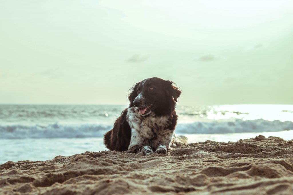 Bringing your dog to Fire Island What to know Luxury Fire Island Homes