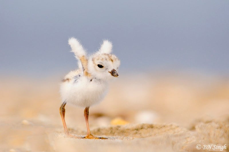 Piping Plover Fire Island