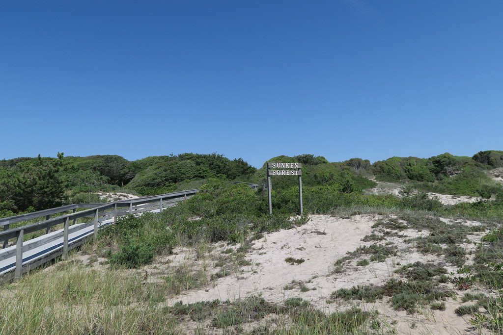 Visit Sunken Forest Fire Island