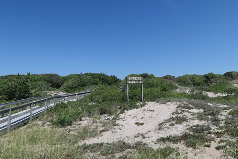 A Guide to Fire Island's Sunken Forest