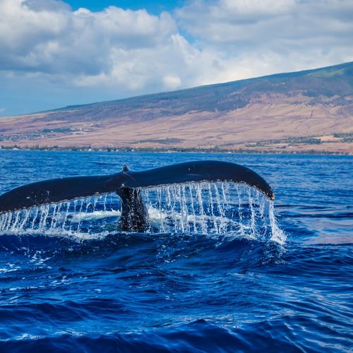 Maui Real Estate 2003: The Year the Market Ignited