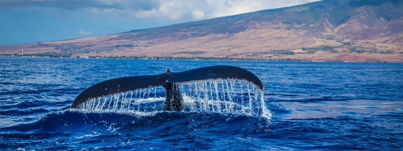 Maui Real Estate 2003: The Year the Market &hellip;