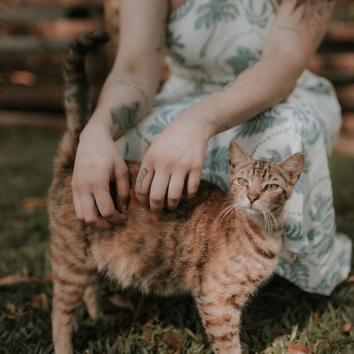 Bringing Your Pet to Maui: The Complete Step-by-Step Guide (No Quarantine Possible)