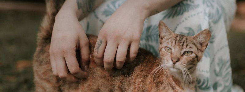 Bringing Your Pet to Maui: The Complete Step-by-Step &hellip;