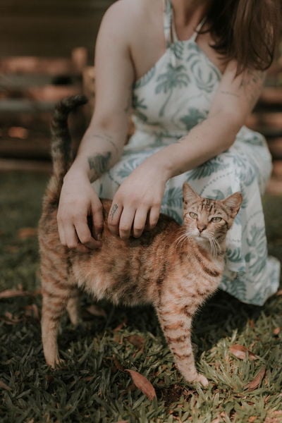Bringing your pet to Maui