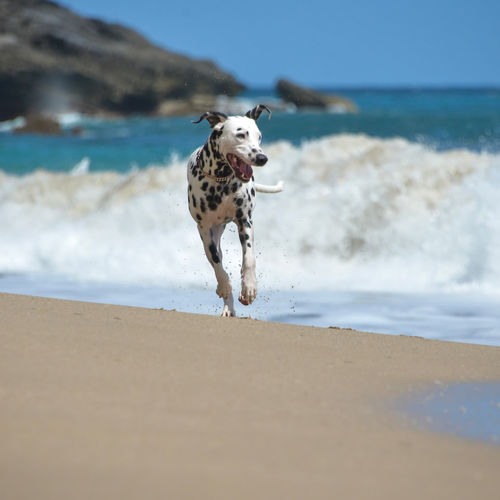 Maui Animal Experiences: Humane Society, Lanai's Cat Sanctuary, and Kahului's Cat Café