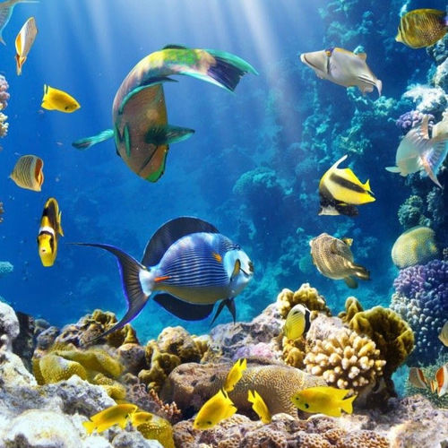 Maui Ocean Center: Hawaii's Dedicated Marine Experience