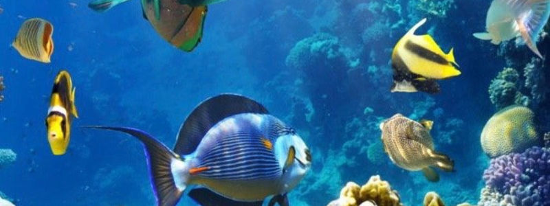 Maui Ocean Center: Hawaii's Dedicated Marine Experience