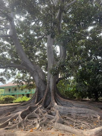 Los Cerritos