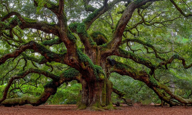 Johns Island