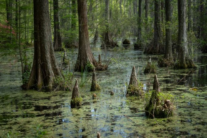 Moncks Corner