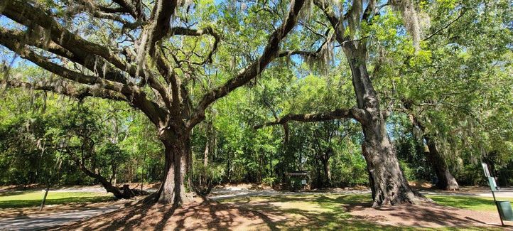 Beautiful Oak Trees
