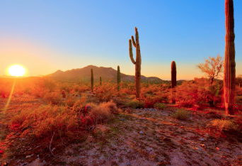 Phoenix Summer Move