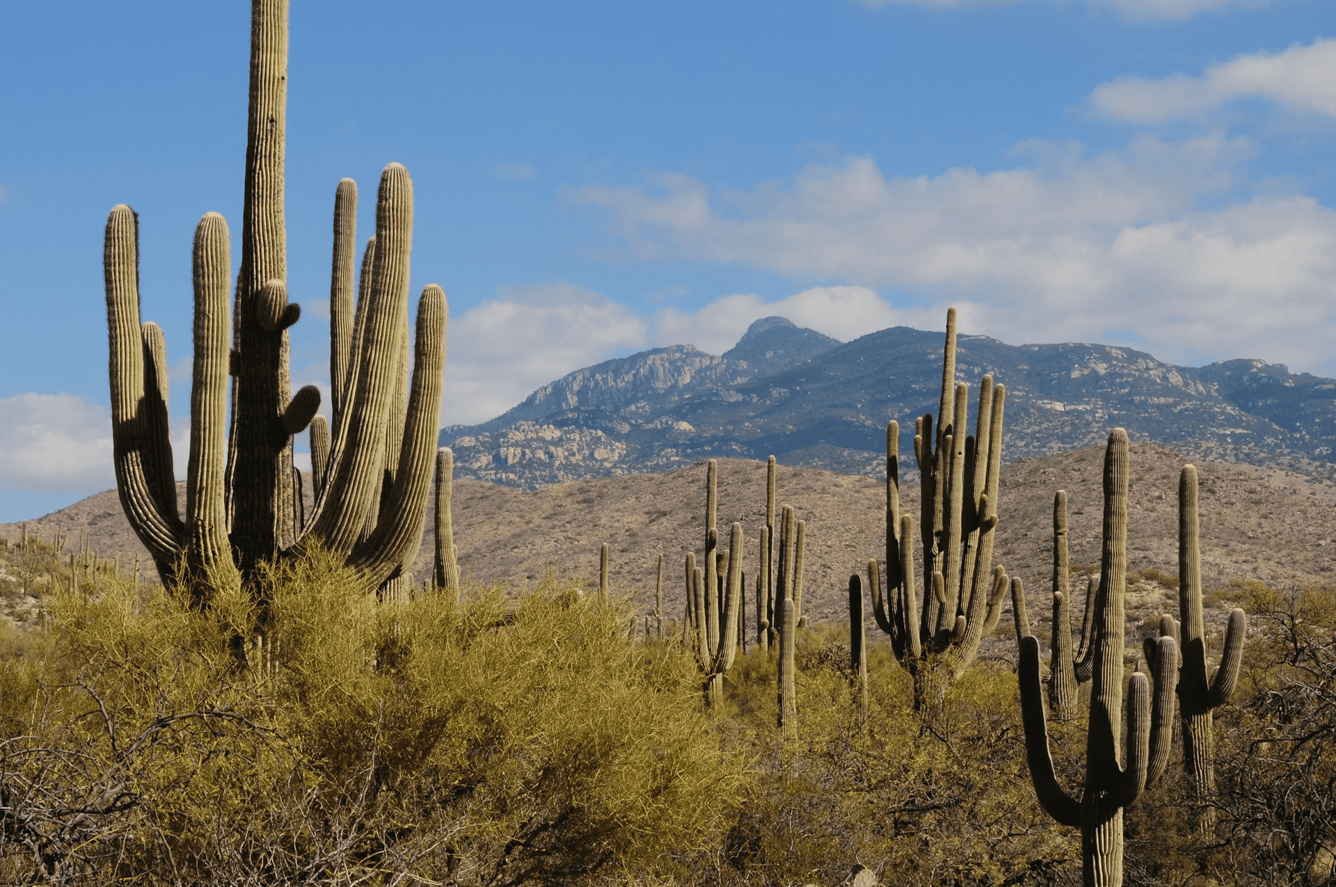 Tucson’s Real Estate Revival