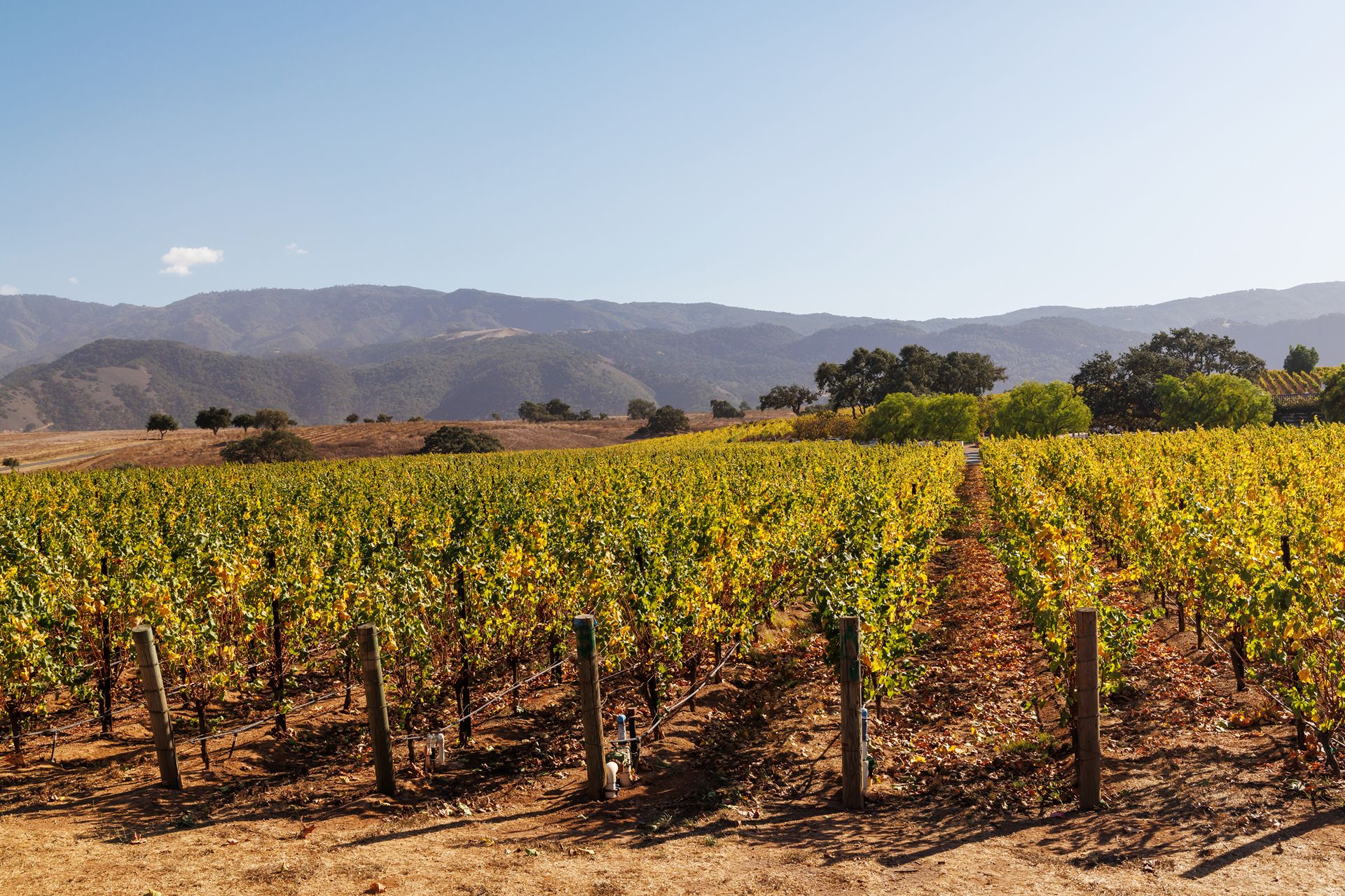 Sunny vineyard landscape with green vines, blue sky, and rolling hills